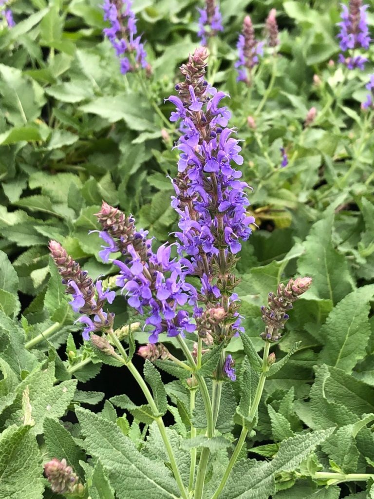 Buy Blue Hill Salvia Plants Online 