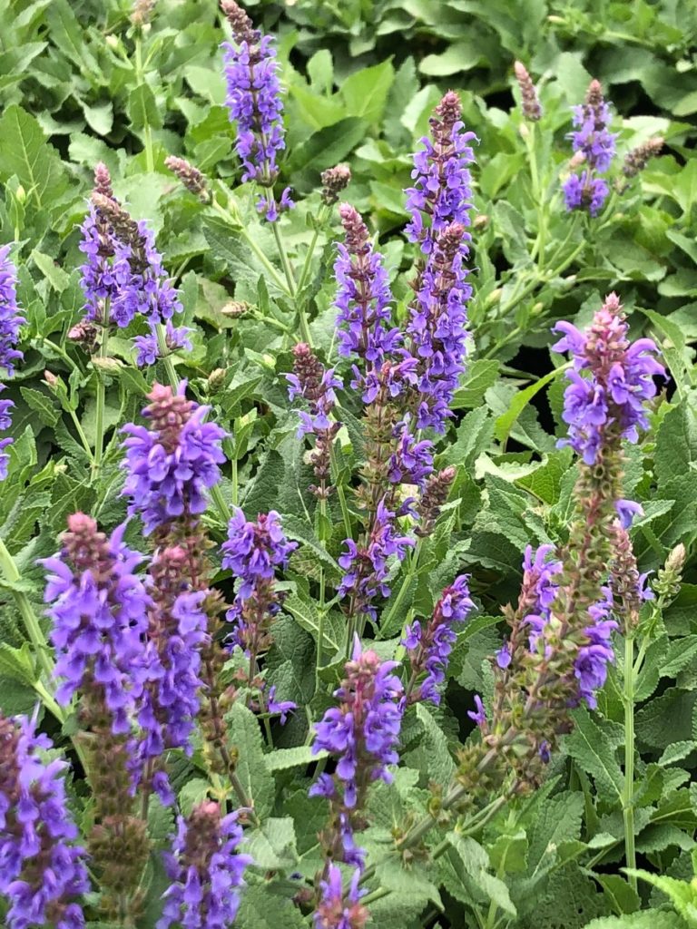 Buy Blue Hill Salvia Plants Online | Stadler Nurseries