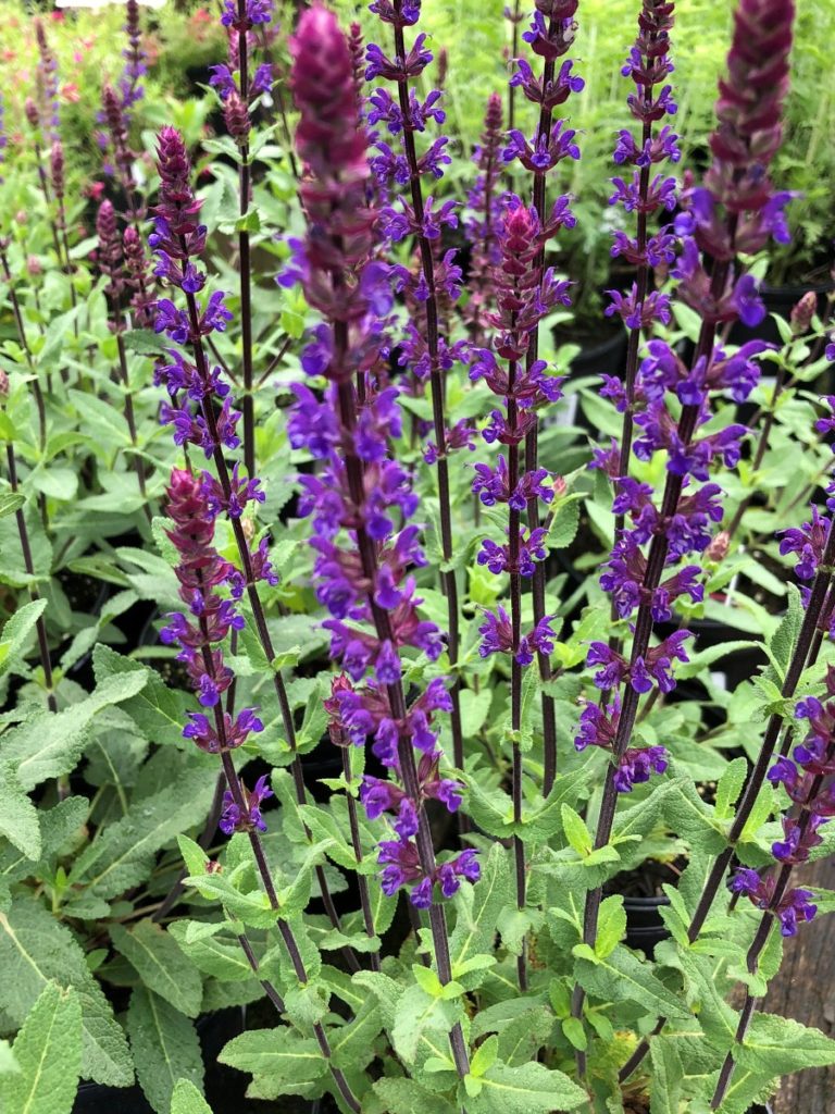 Buy Caradonna Salvia Plants Online | Stadler Nurseries