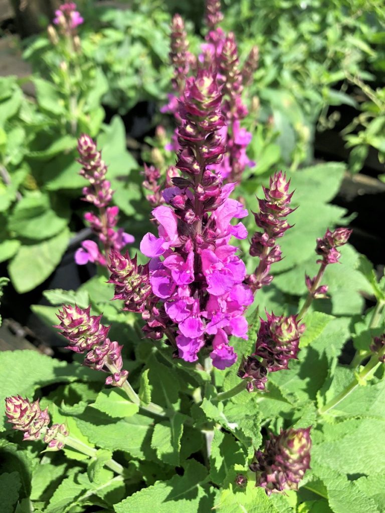 Buy Rose Marvel Salvia Plants Online | Stadler Nurseries