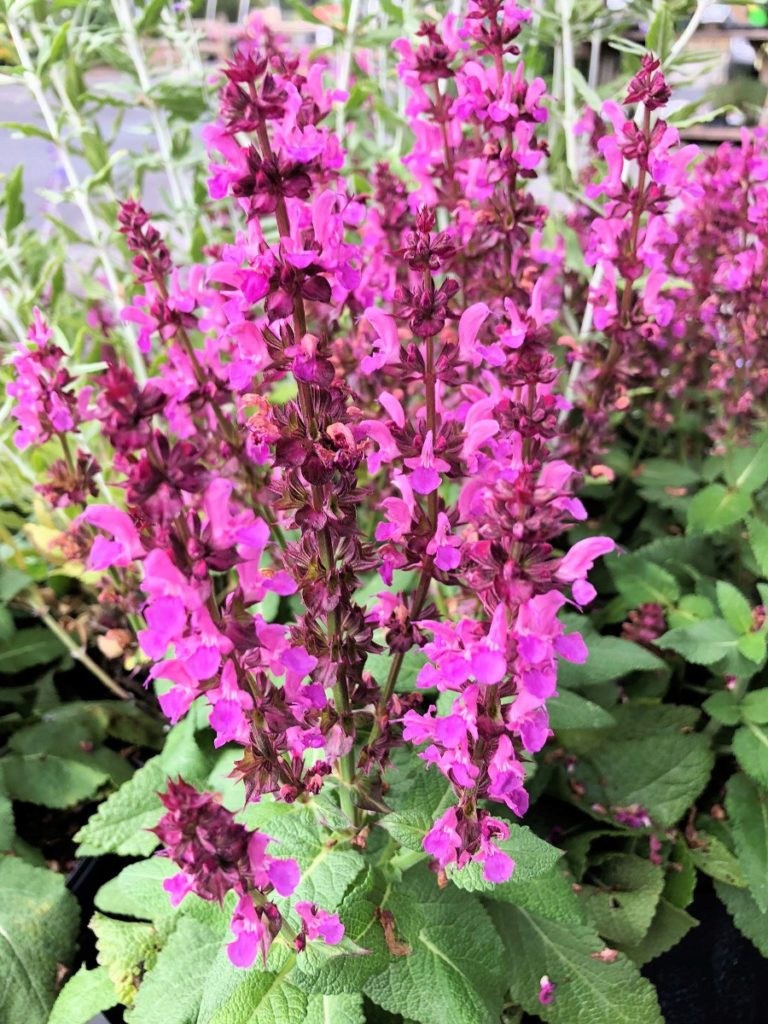 Buy Rose Marvel Salvia Plants Online | Stadler Nurseries