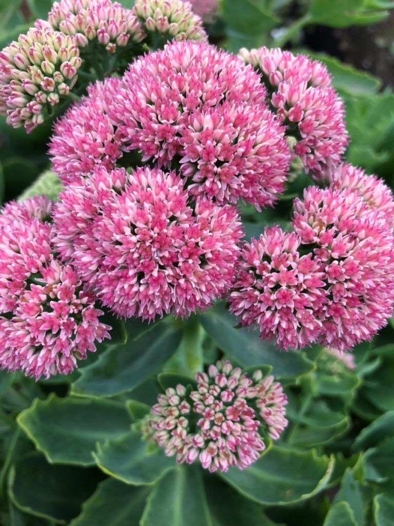 Buy Autumn Fire Sedum Plants Online | Stadler Nurseries