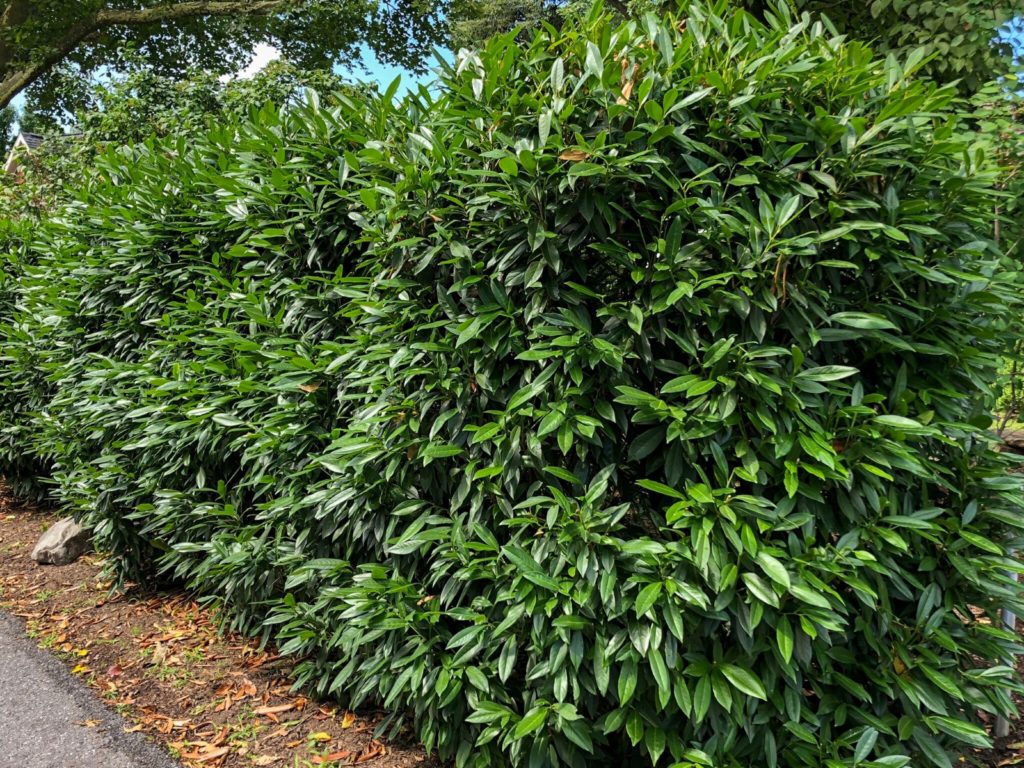 Buy Skip Laurel Plants Online Stadler Nurseries