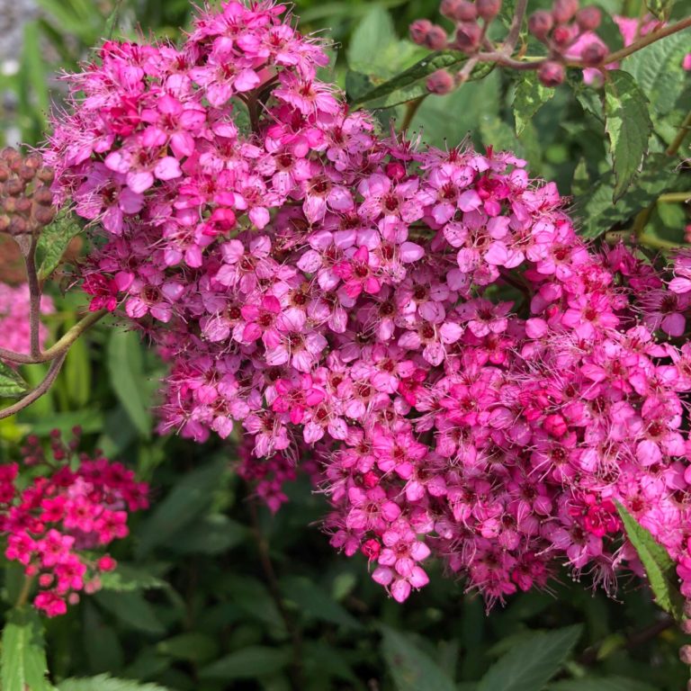 Buy Neon Flash Spirea Shrubs Online 