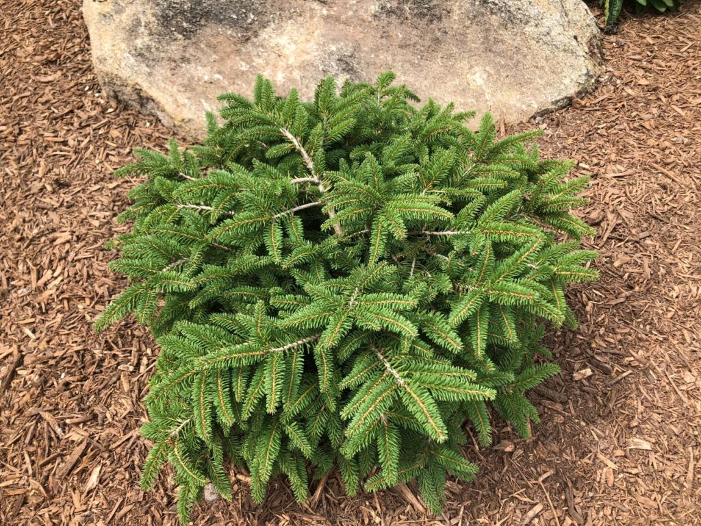 Buy Bird's Nest Spruce Shrubs Online | Stadler Nurseries