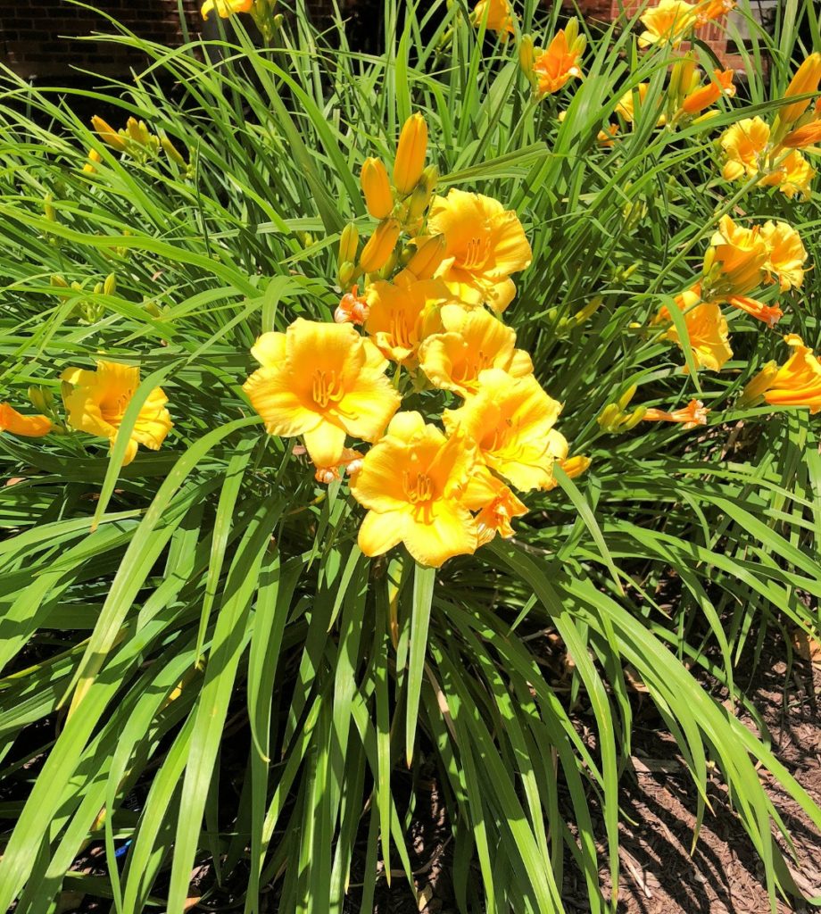 Buy Stella D'Oro Daylily Plants Online | Stadler Nurseries