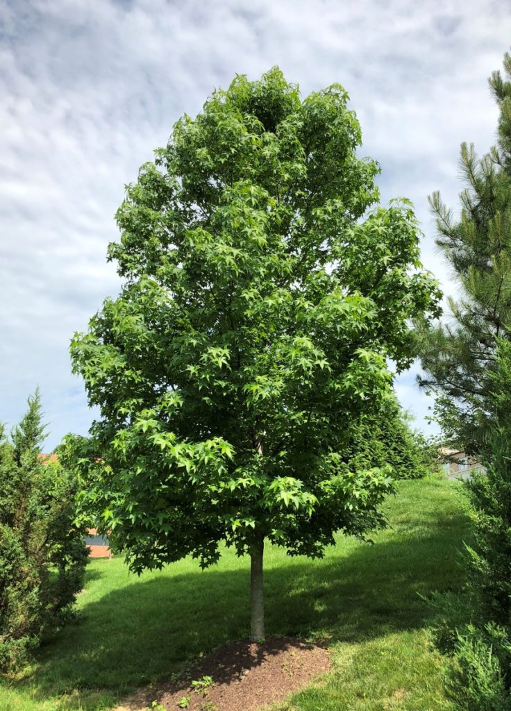 Buy Sweet Gum Trees Online | Stadler Nurseries