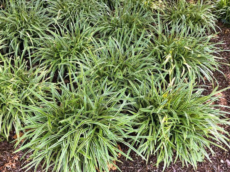 Buy Variegated Lilyturf | Liriope | Stadler Nurseries