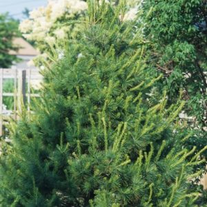 Buy White Pine Trees Online Stadler Nurseries   White Pine 300x300 