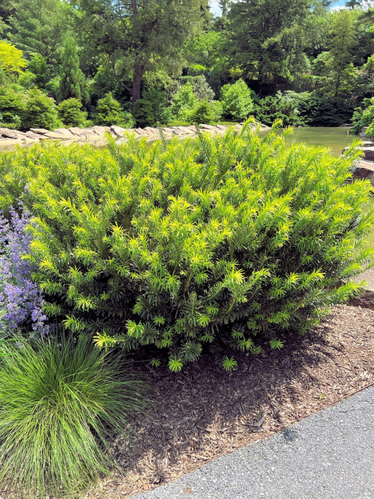 Buy Duke's Garden Plum Yew Plants Online | Stadler Nurseries