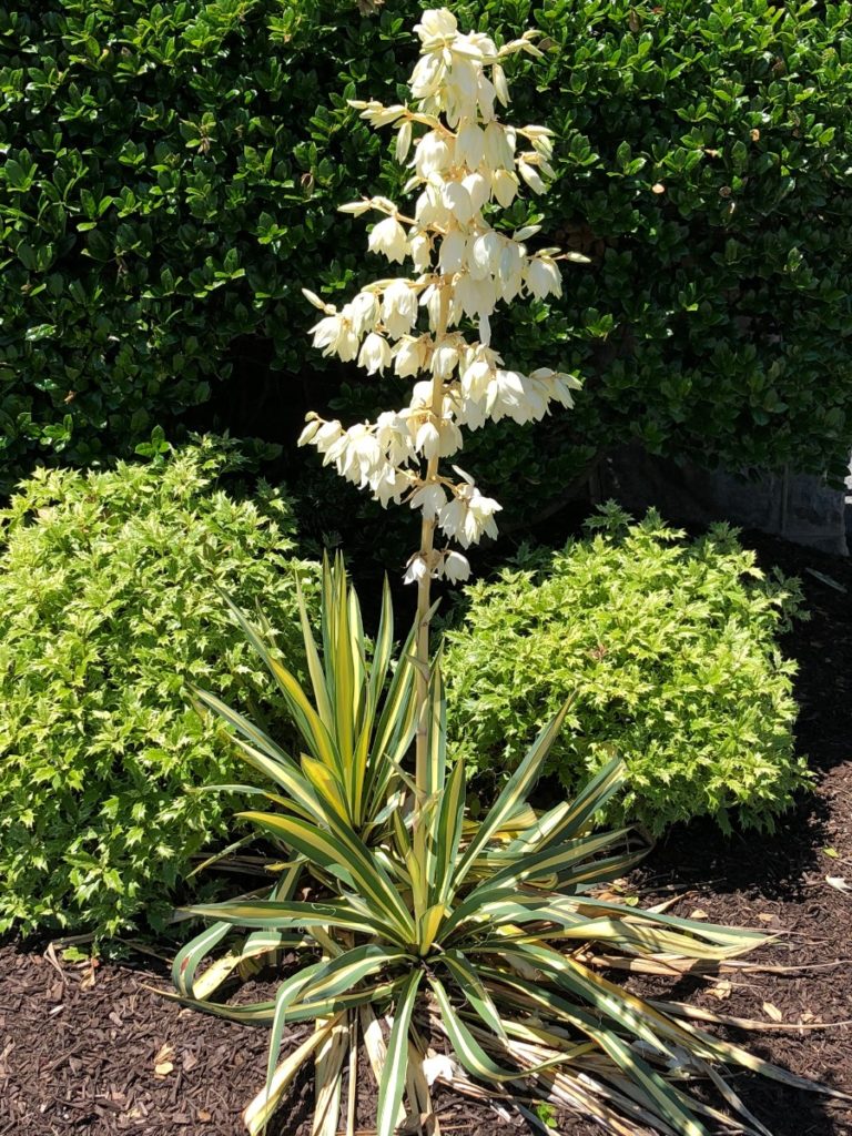 Buy Color Guard Yucca Plants Online | Stadler Nurseries