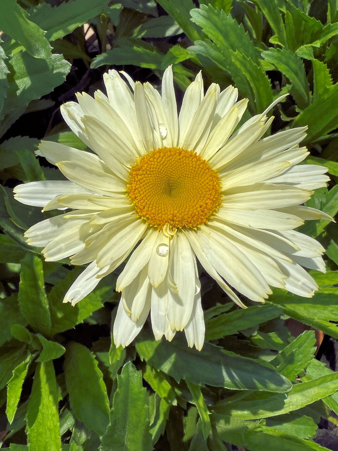 Buy Shasta Daisy Plants | Leucanthemum | Stadler Nurseries