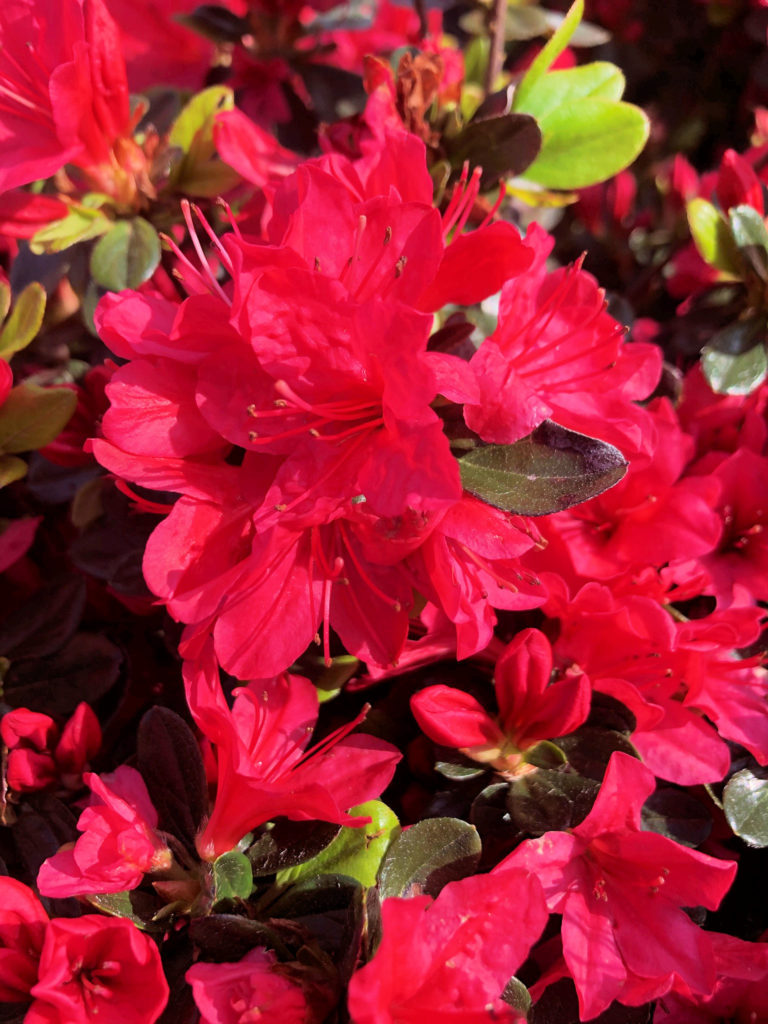 Buy Hino Crimson Azalea Shrubs Online | Stadler Nurseries