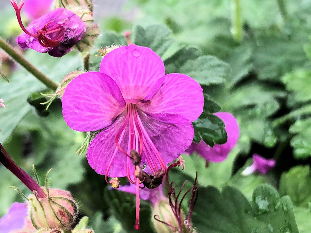 Buy Geranium Karmina Plants Online | Stadler Nurseries