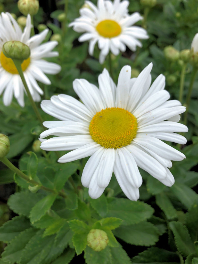 Buy Nippon Daisy Plants Online Stadler Nurseries