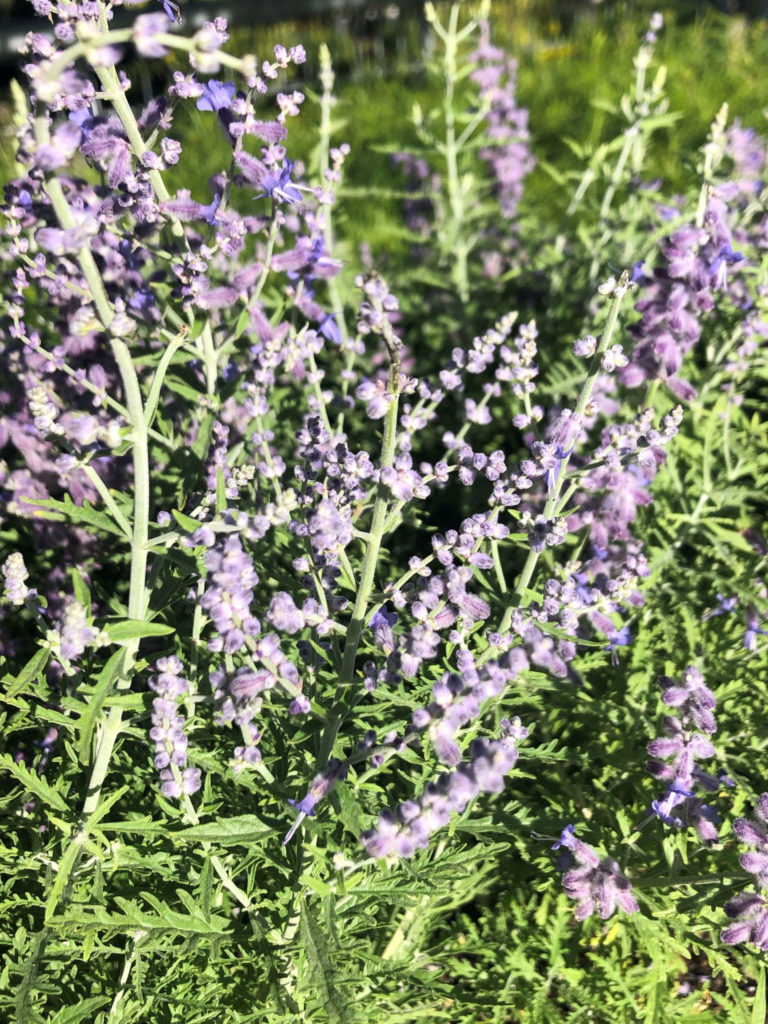 Buy Blue Jean Baby Russian Sage Plants | Stadler Nurseries