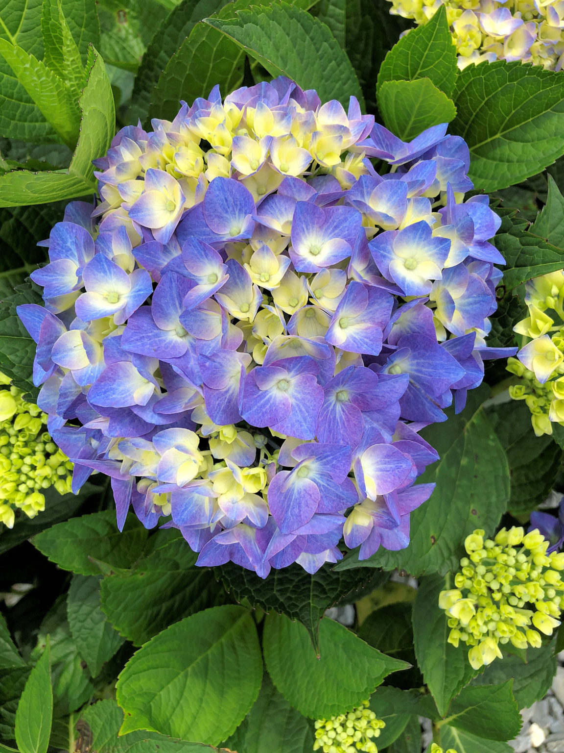 Buy Hydrangea Plants Online | Stadler Nurseries