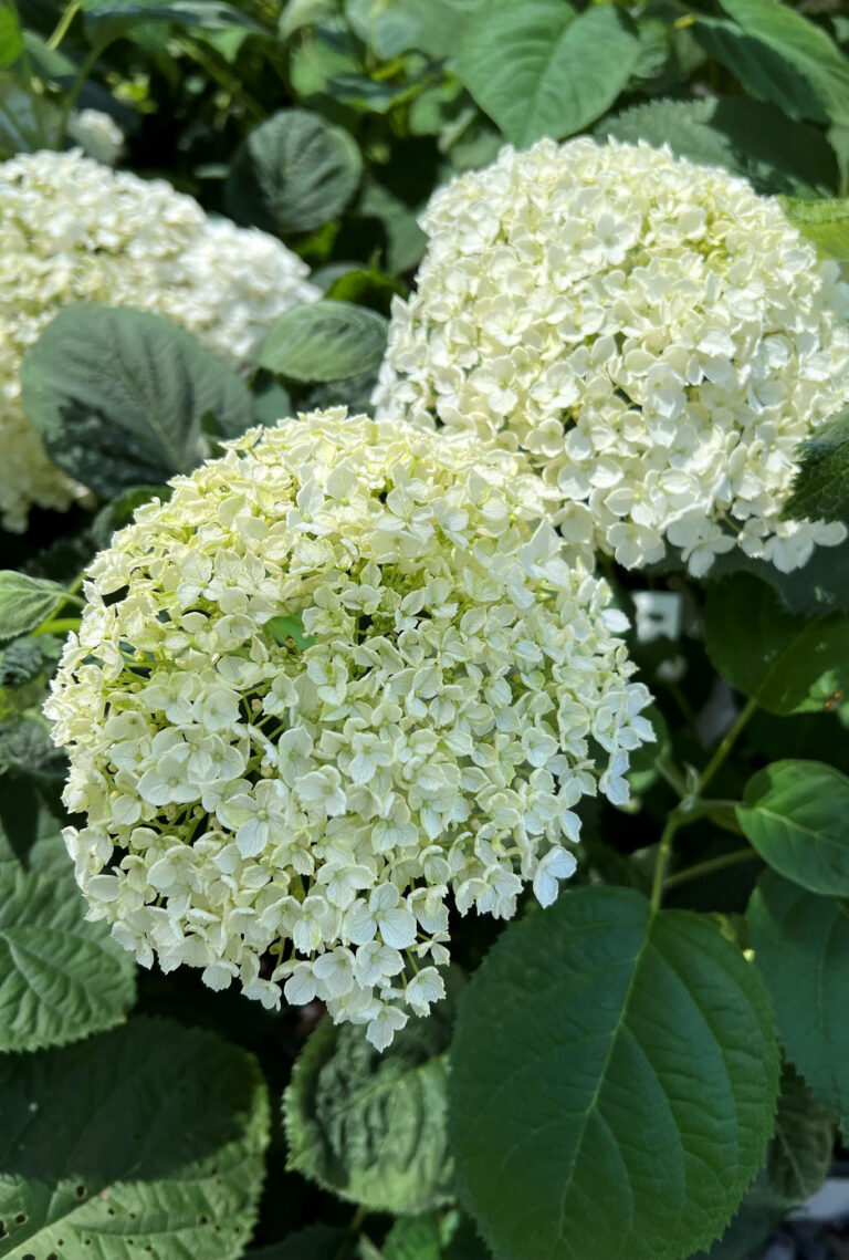 Buy Incrediball® Hydrangea Shrubs Online | Shop Stadler Nurseries