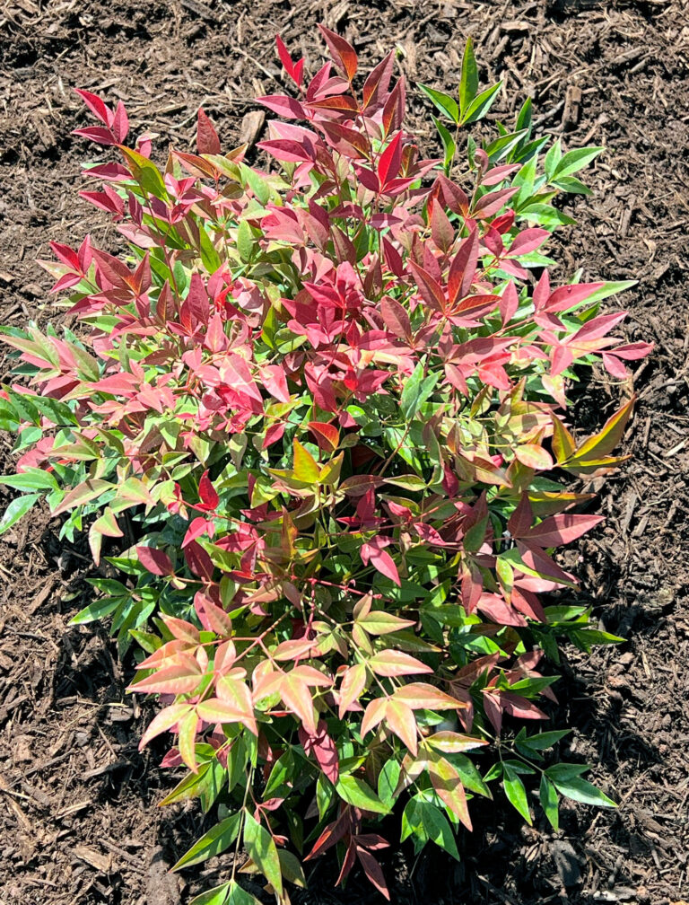 Buy Nandina Shrubs Online | Shop Stadler Nurseries