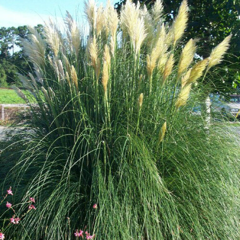 Buy Dwarf Pampas Grass Online | Shop Stadler Nurseries