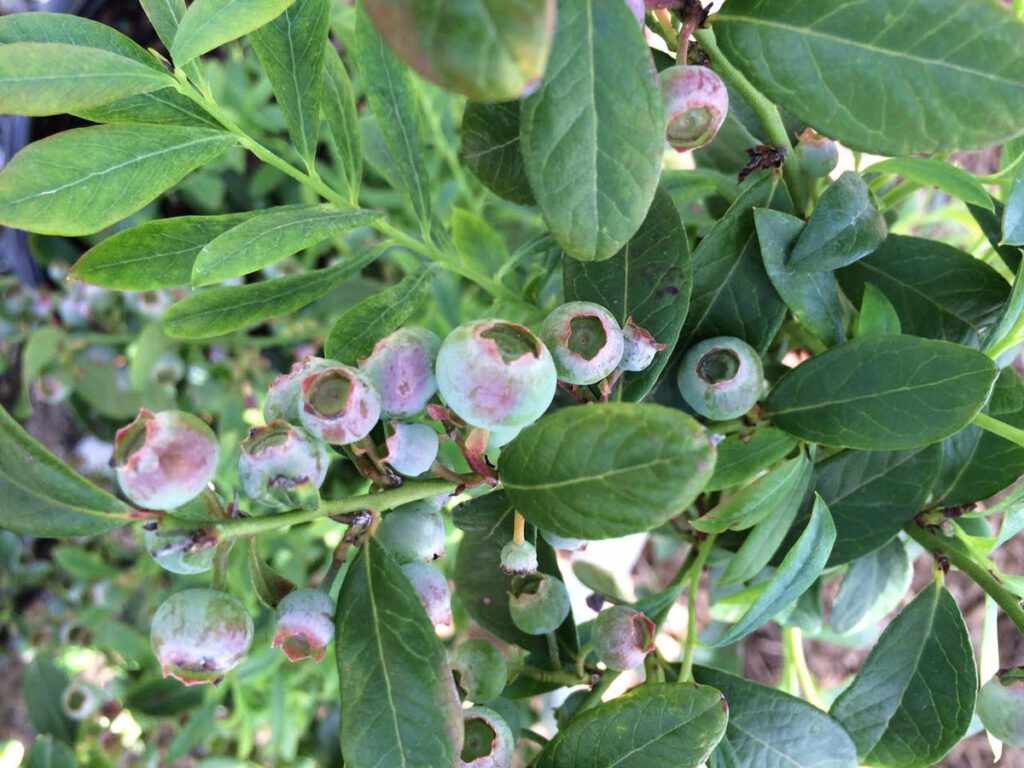 blueberries on a blueberry shrub