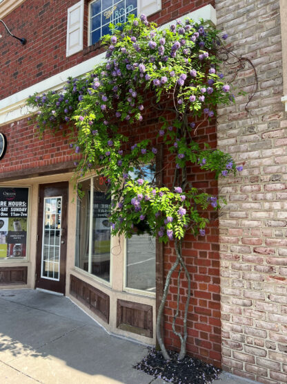 Plant with green leaves and purple flowers against a red brick building