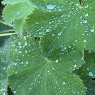 Soft green lobed leaves with water droplets
