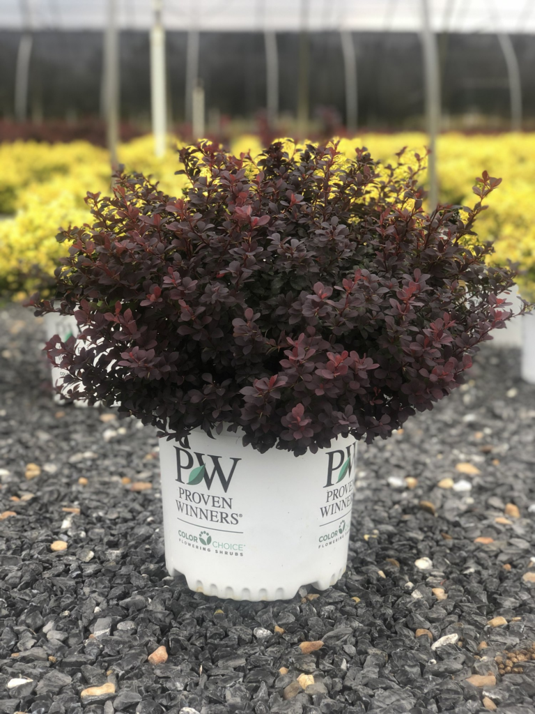 Buy Barberry Sunjoy Todo® Barberry Online | Shop Stadler Nurseries