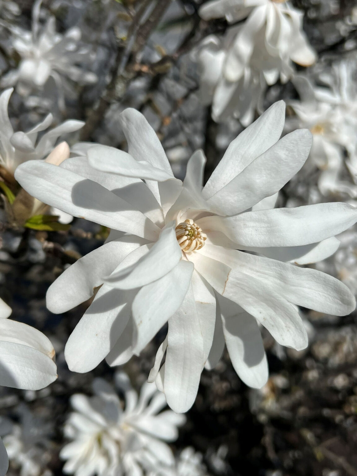 Buy Royal Star Magnolia Trees Online | Shop Stadler Nurseries