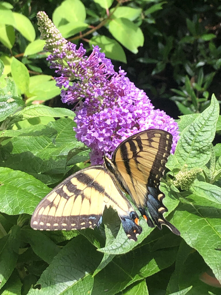 purple butterfly bush with a butterfly resting on the flower